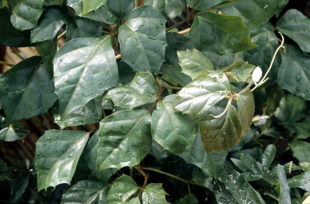 Venezuela treebine