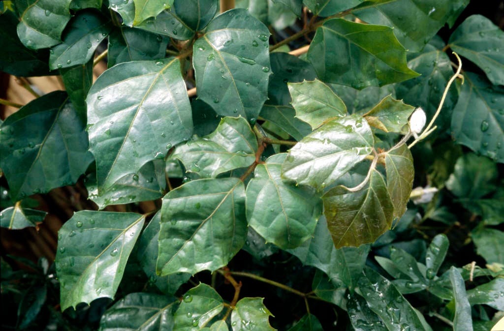 Venezuela treebine
