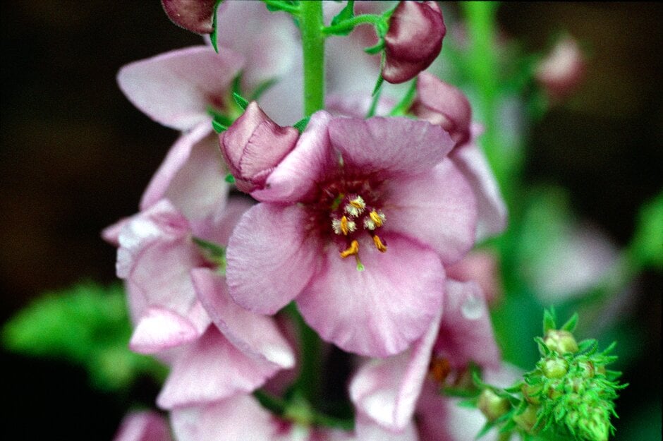 mullein 'Jackie in Pink'