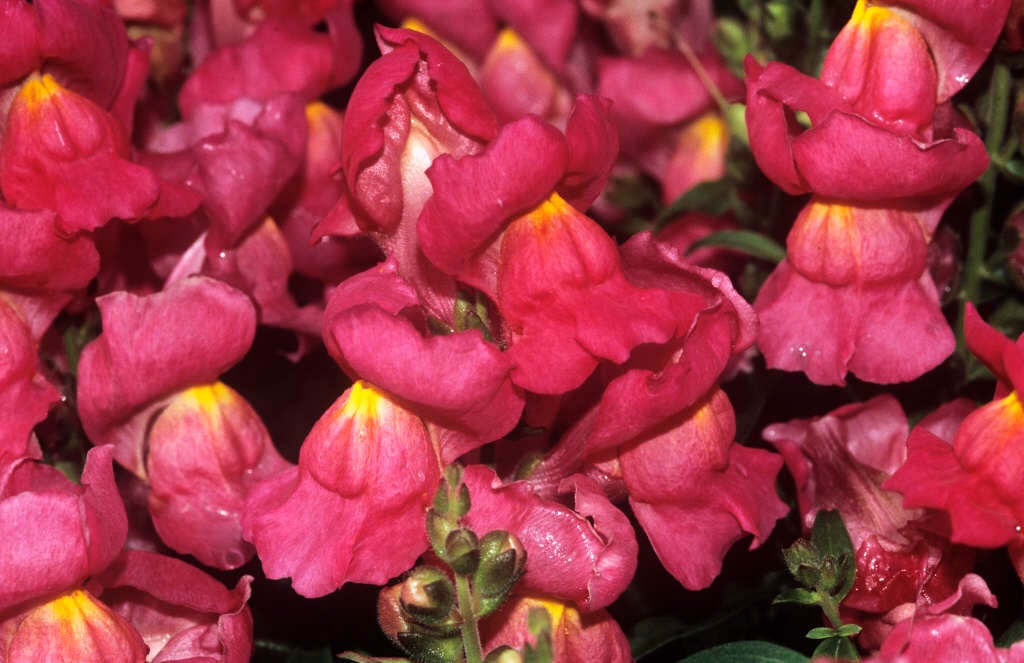 snapdragon Kim Series