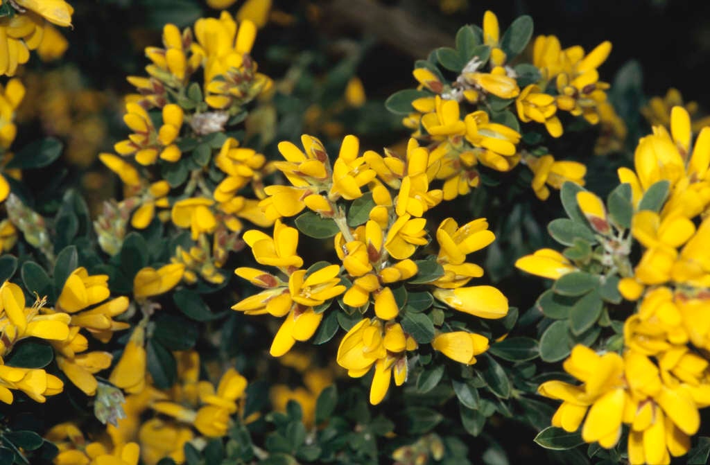 broom plant with yellow flowers