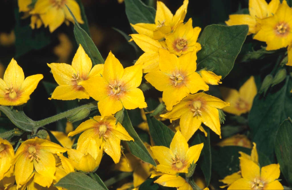 dotted loosestrife