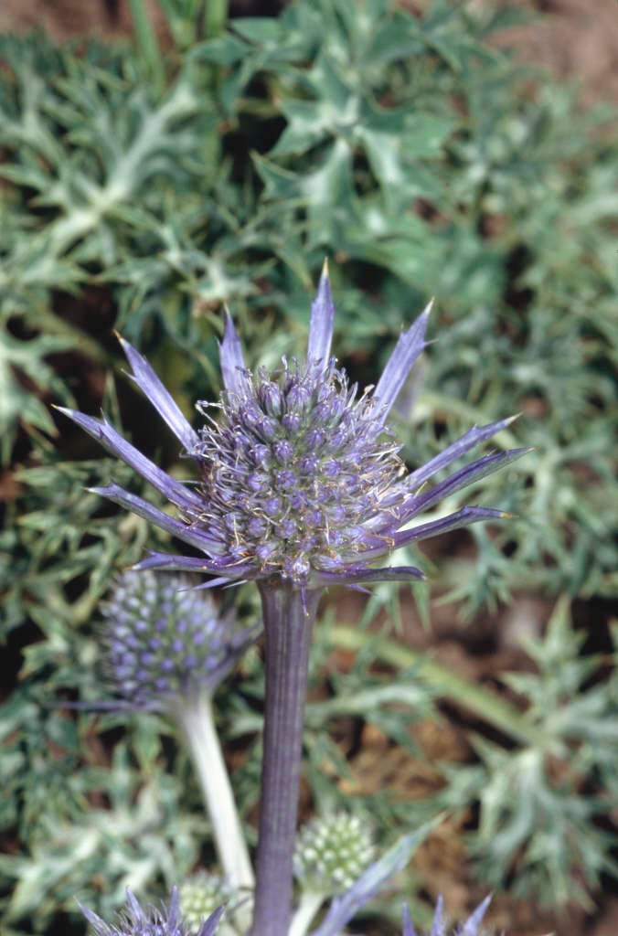 Eryngium bourgatii Mediterranean sea holly/RHS Gardening