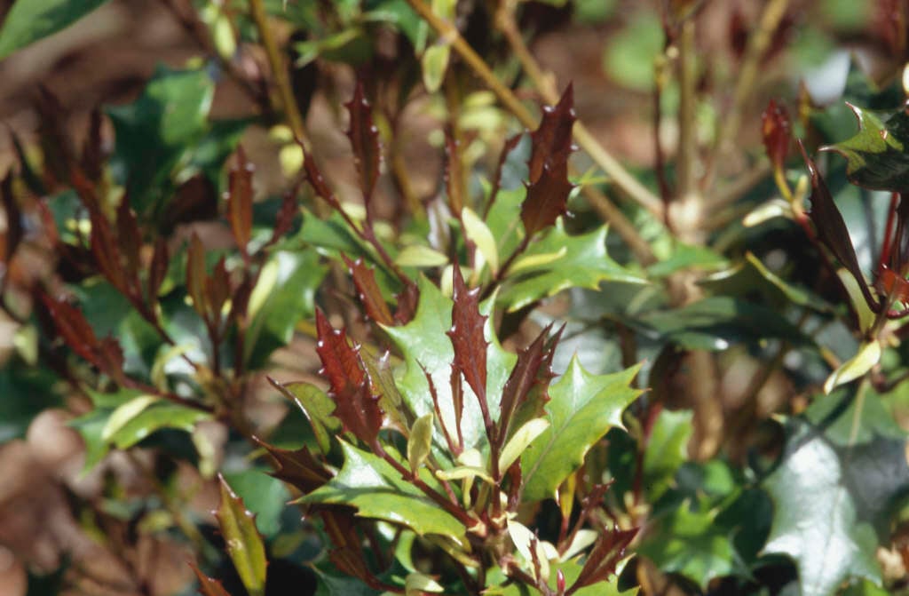 holly olive 'Purpureus'