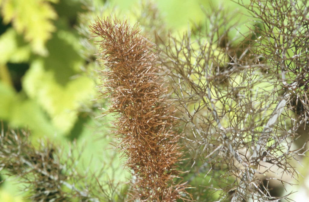 bronze fennel