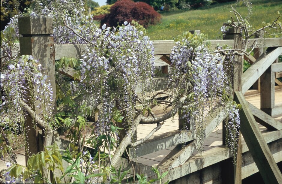 Japanese wisteria 'Kyushaku'