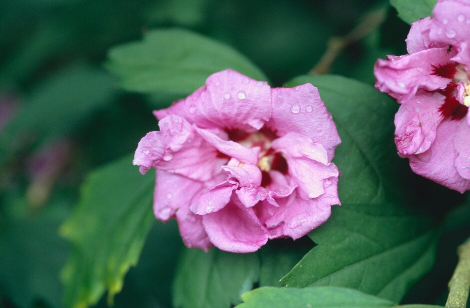 <em>Hibiscus</em> <em>syriacus</em> 'Souvenir de Charles Breton'