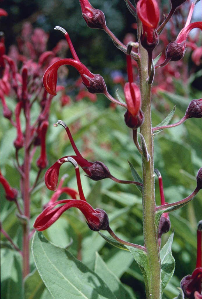 devil's tobacco