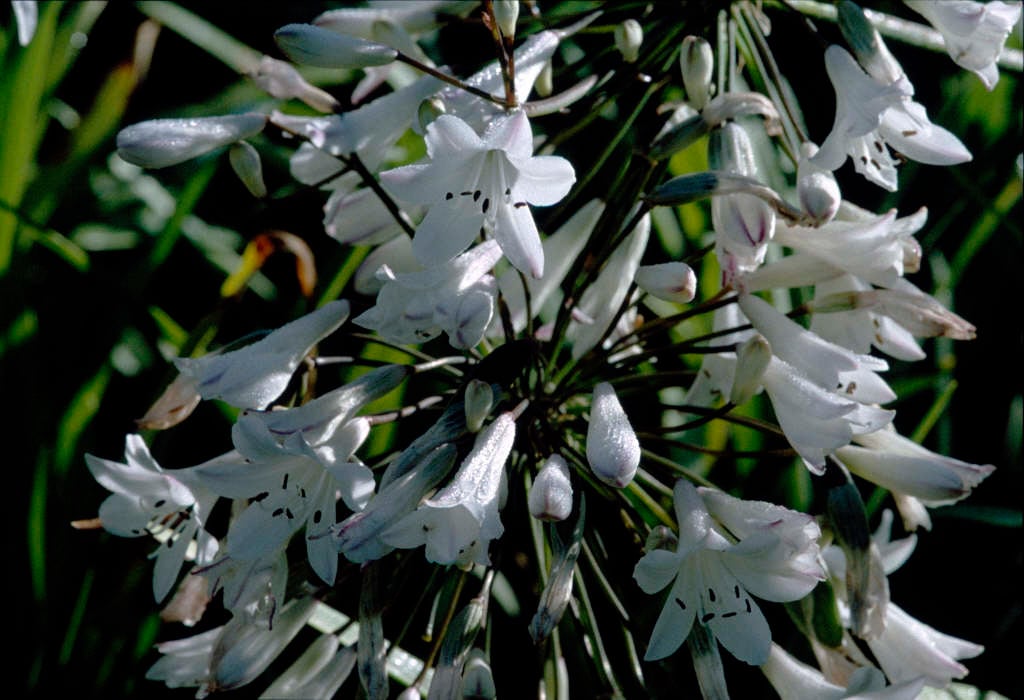 white bell African lily