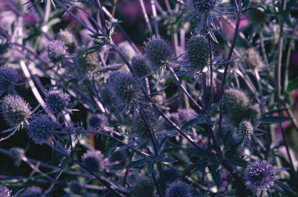 blue eryngo