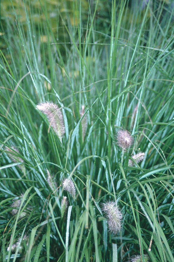 Chinese fountain grass