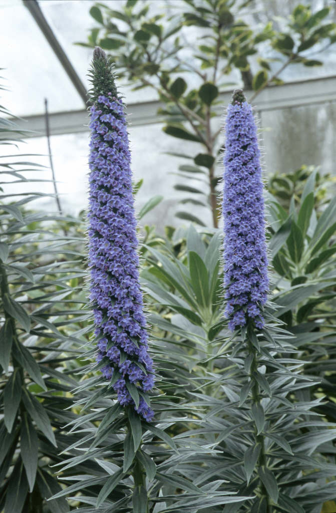 common purple flowers