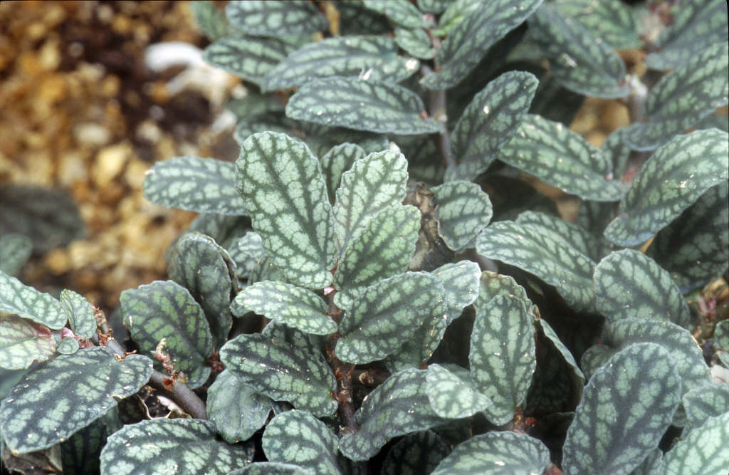 Elatostema repens | watermelon begonia/RHS Gardening