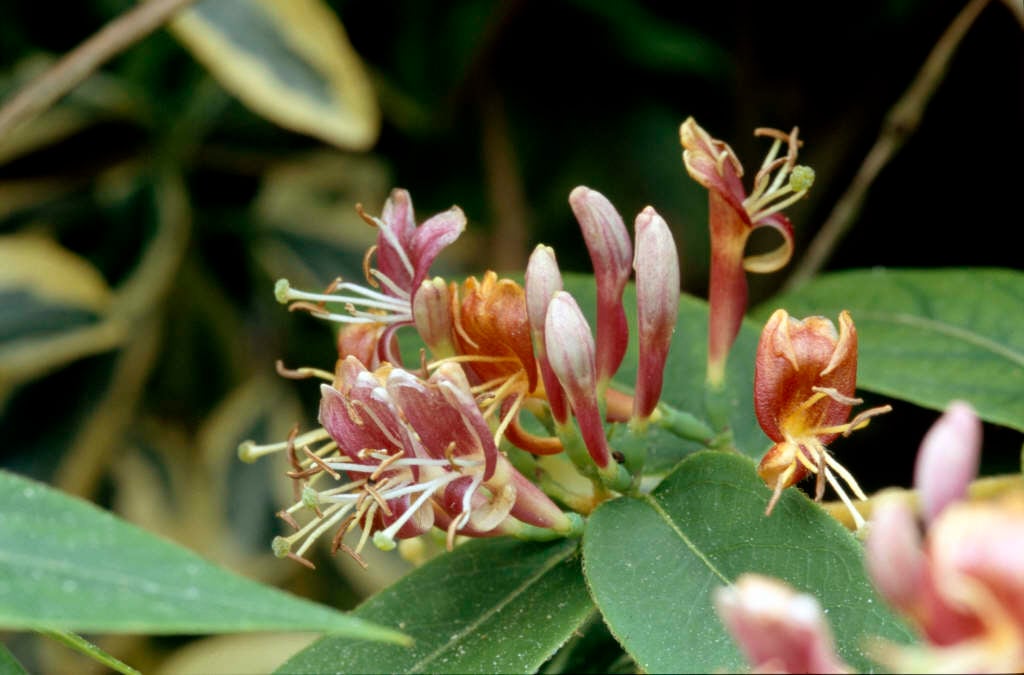 Henry's honeysuckle