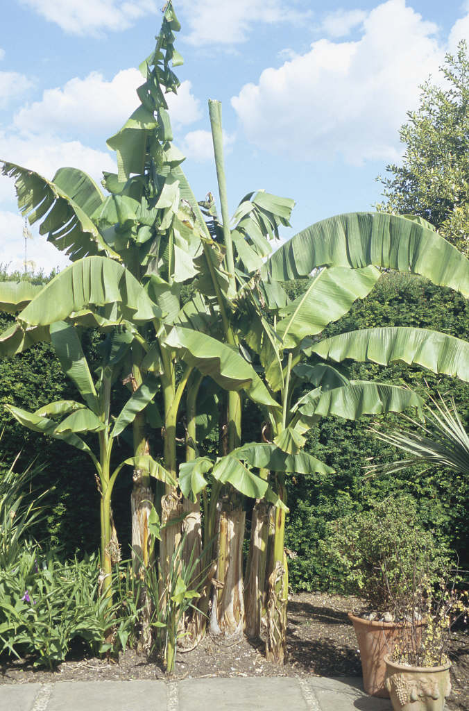 Musa basjoo Japanese banana Conservatory Greenhouse/RHS