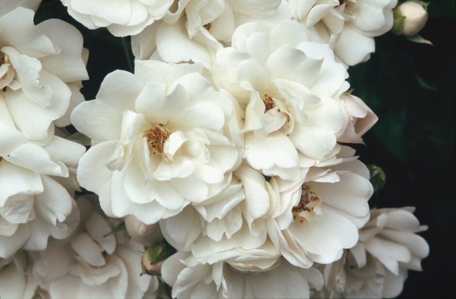 rose 'Astra Desmond'