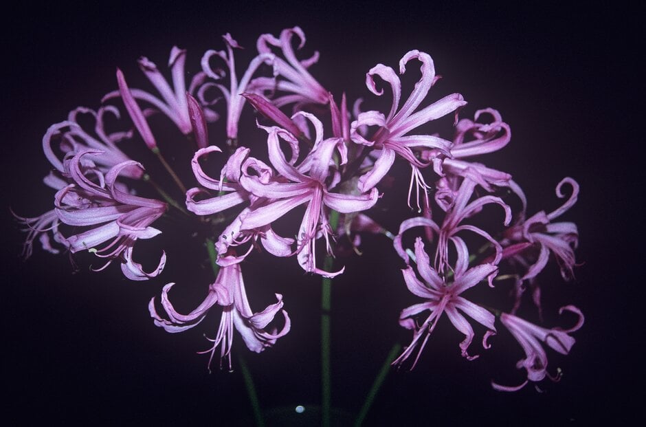 Bowden lily 'Stewart Gilkison'