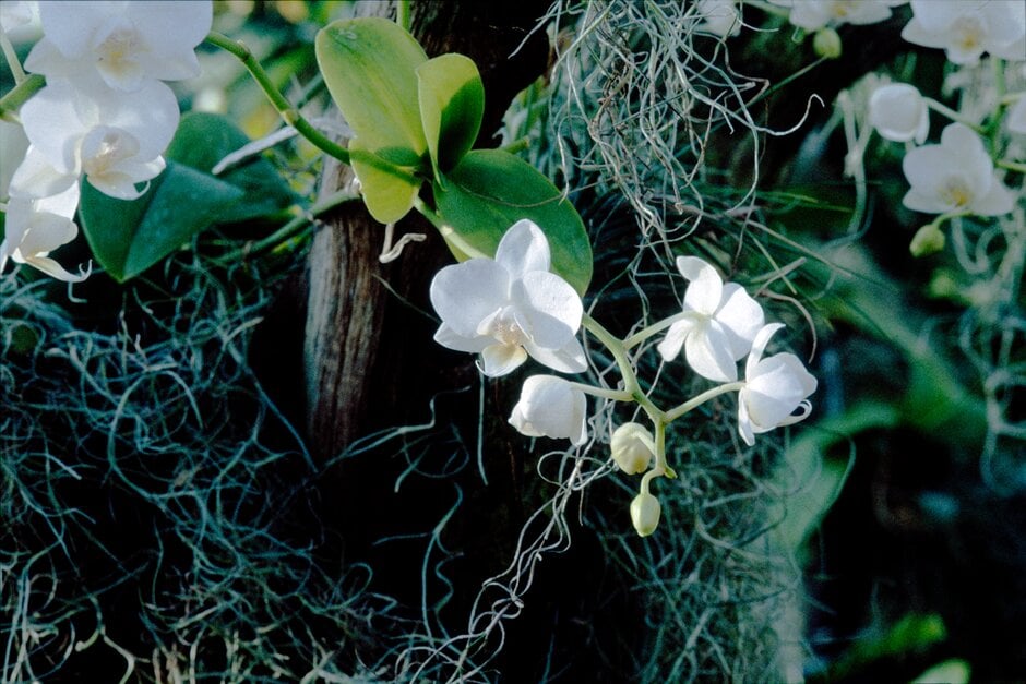 moth orchid Timothy Christopher gx
