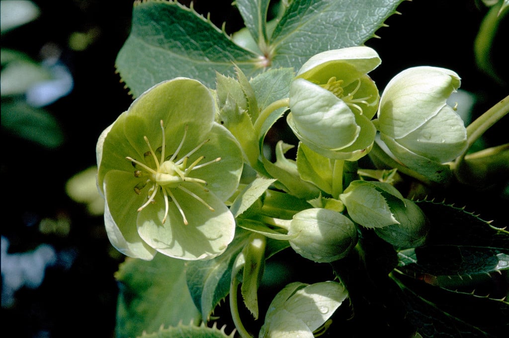 holly-leaved hellebore