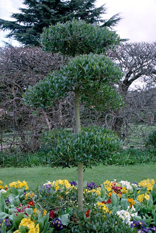 <i>Phillyrea</i> <i>latifolia</i> 'Niwaki'