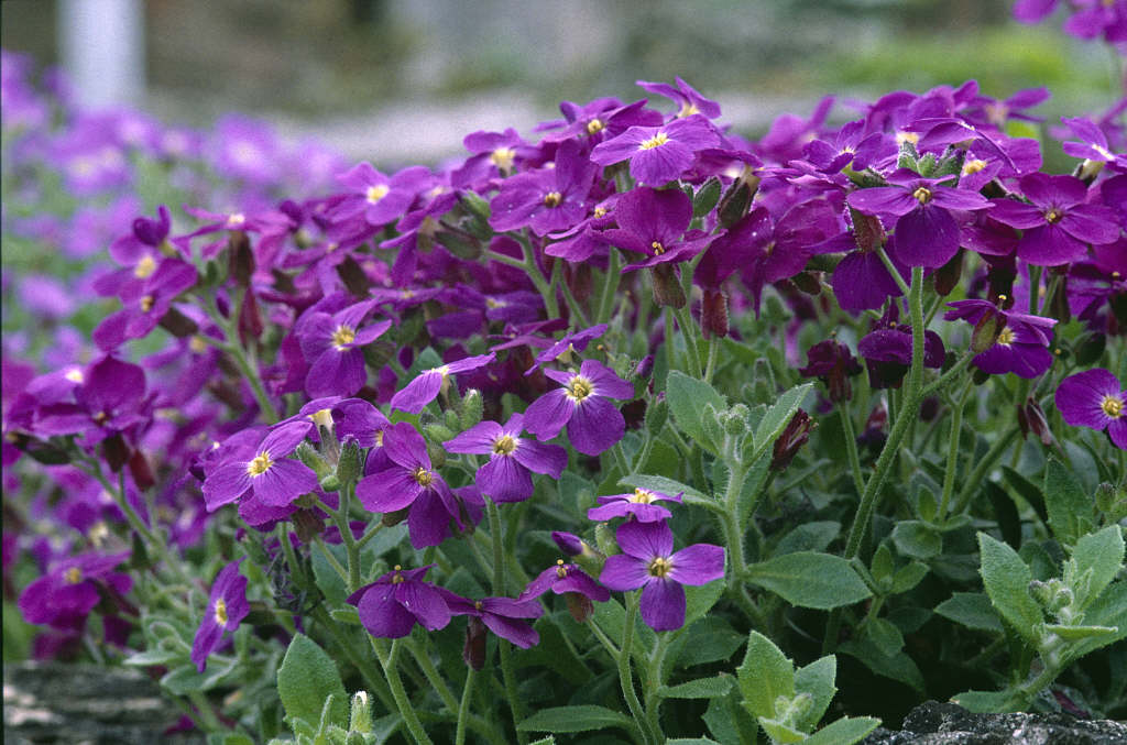 aubrieta 'Doctor Mules'