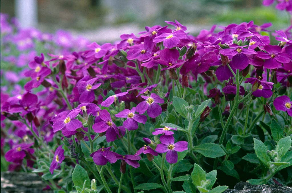 aubrieta 'Doctor Mules'
