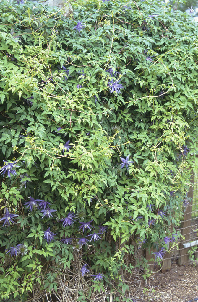 clematis 'Lagoon'