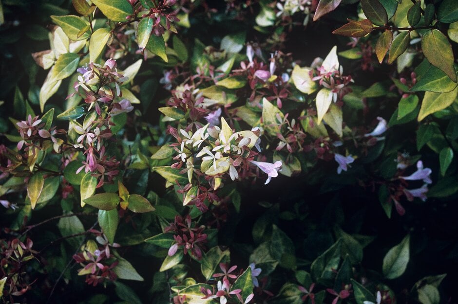 abelia 'Gold Spot'