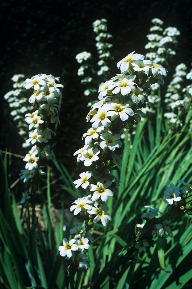<i>Sisyrinchium</i> <i>album</i>