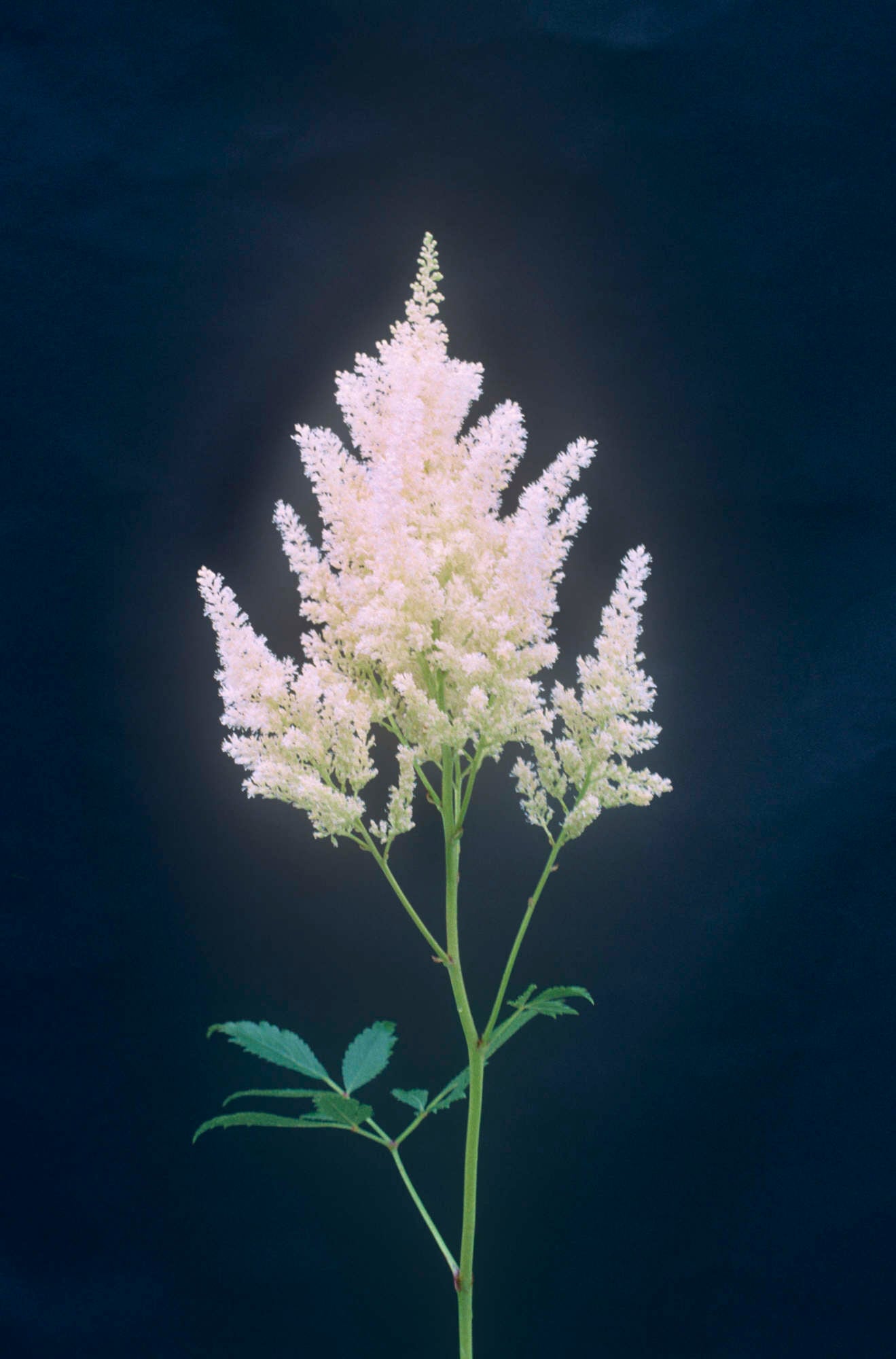 astilbe 'Weisse Gloria'
