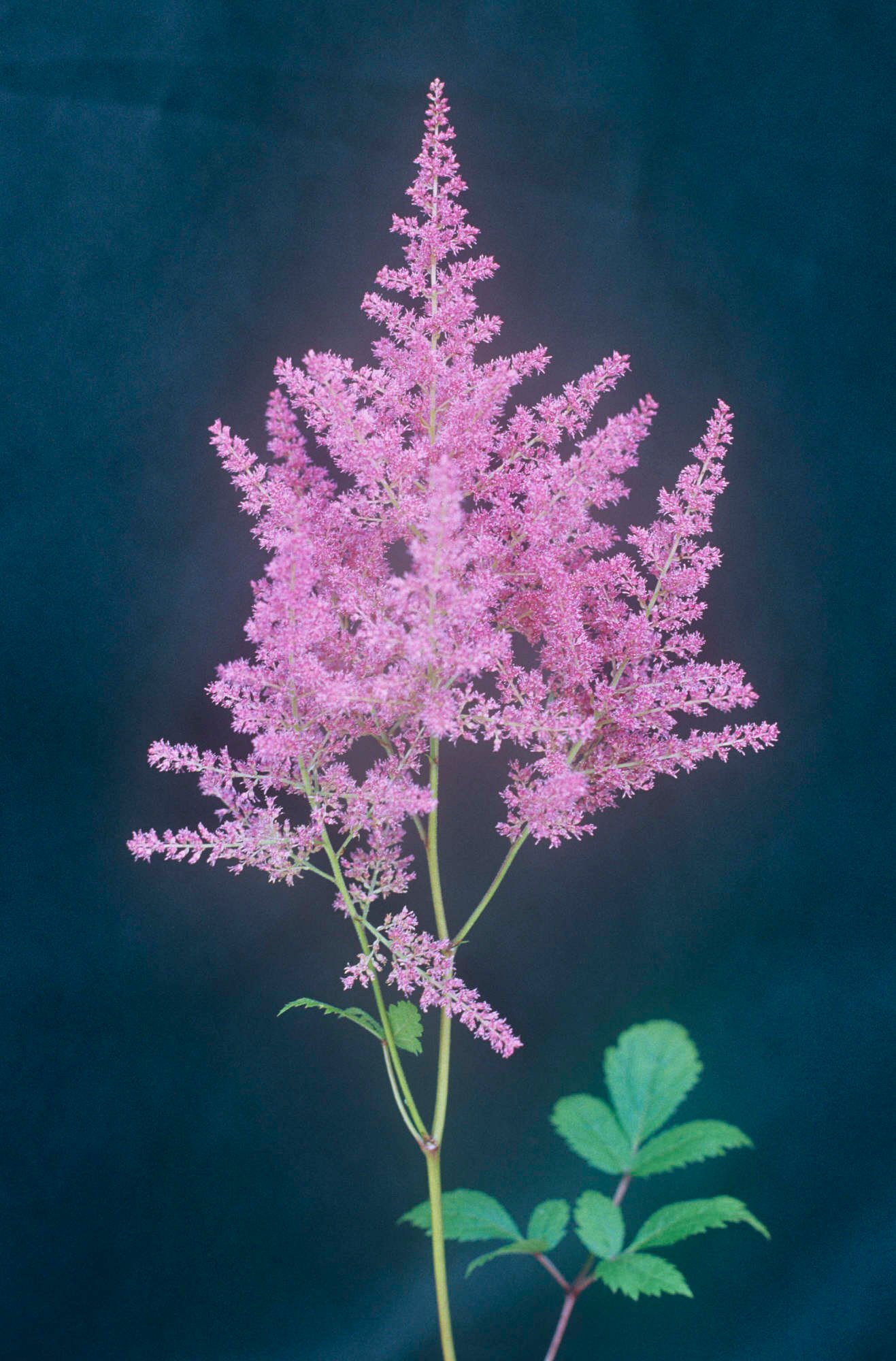 Astilbe &Federsee& (× _arendsii_) | astilbe &Federsee& Bogs/RHS