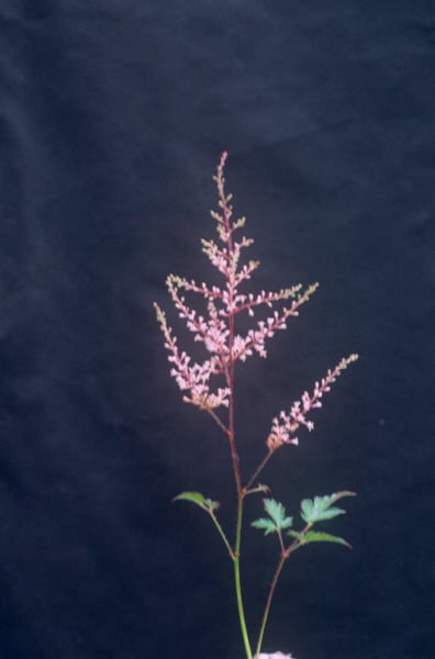 Astilbe &Willie Buchanan& (_simplicifolia_ hybrid) | astilbe &Willie ...