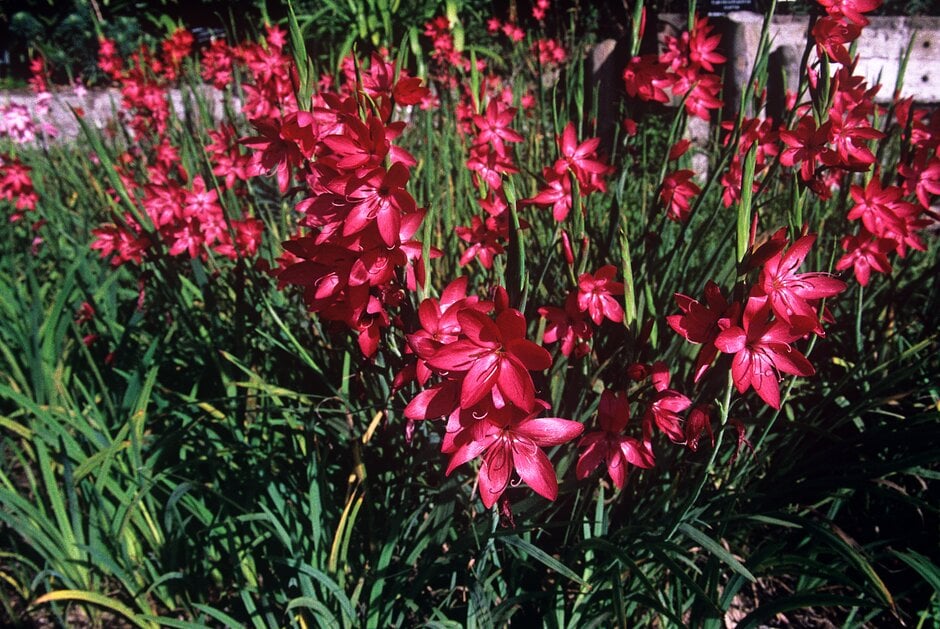 crimson flag lily