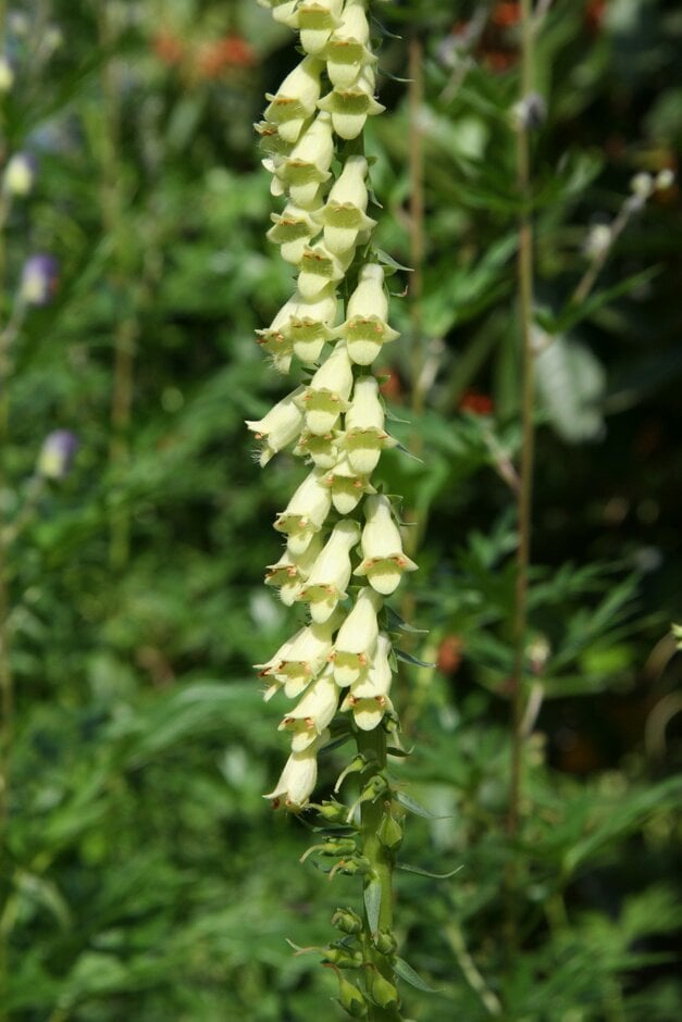 Digitalis lutea