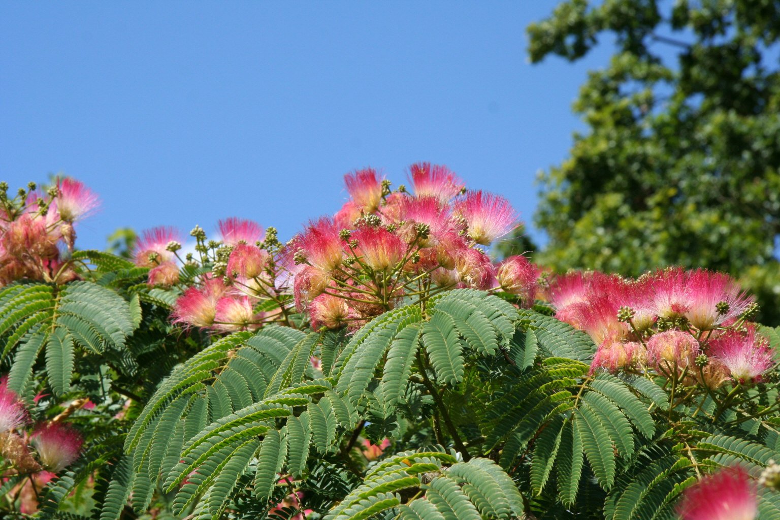 Albizia Julibrissin F Rosea Pink Silk Tree Rhs Gardening