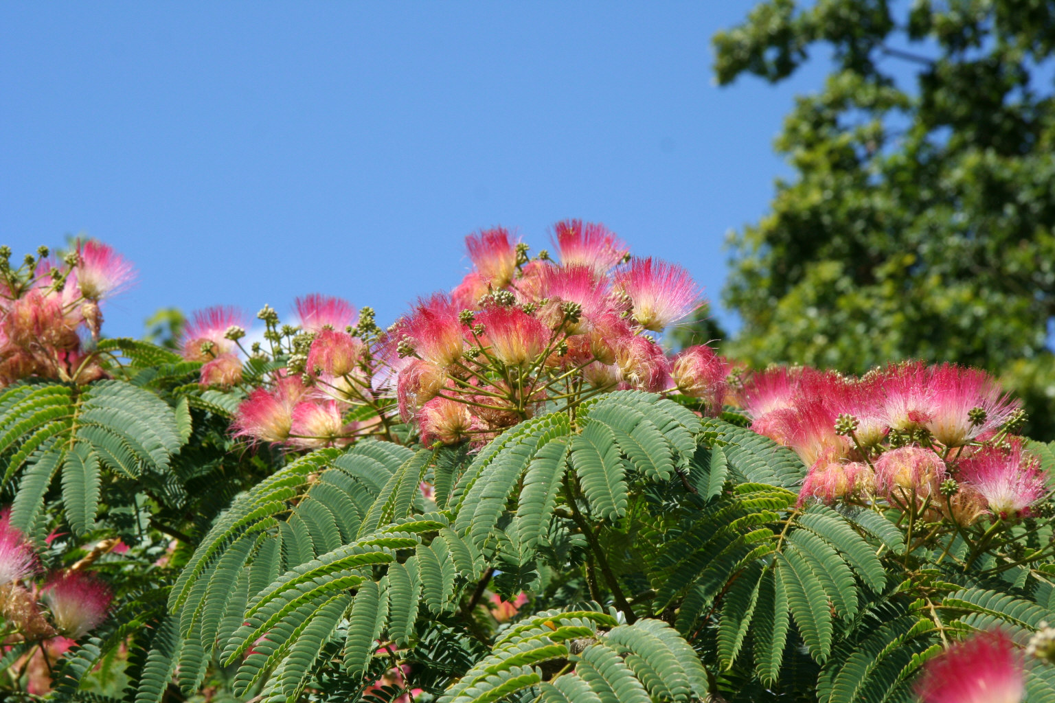 pink silk tree
