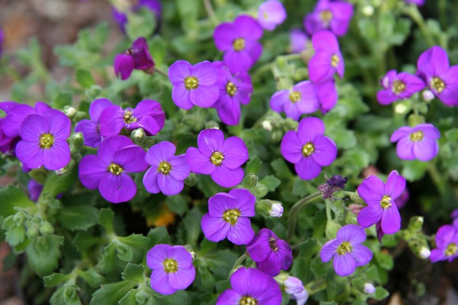 aubrieta 'Blaumeise'