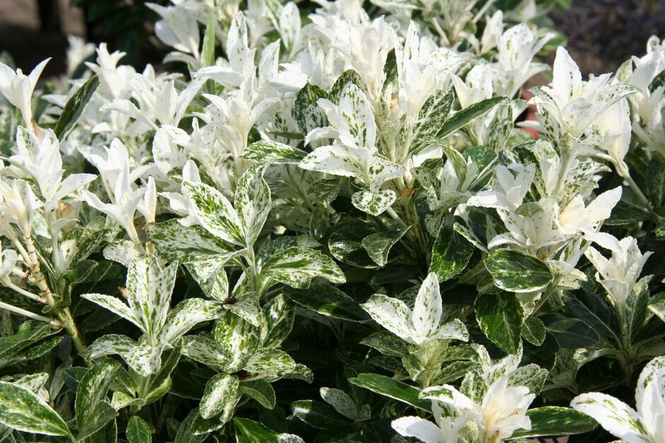 Euonymus Pierrolino ('Heespierrolino'PBR)|spindle [Pierrolino]/RHS Gardening