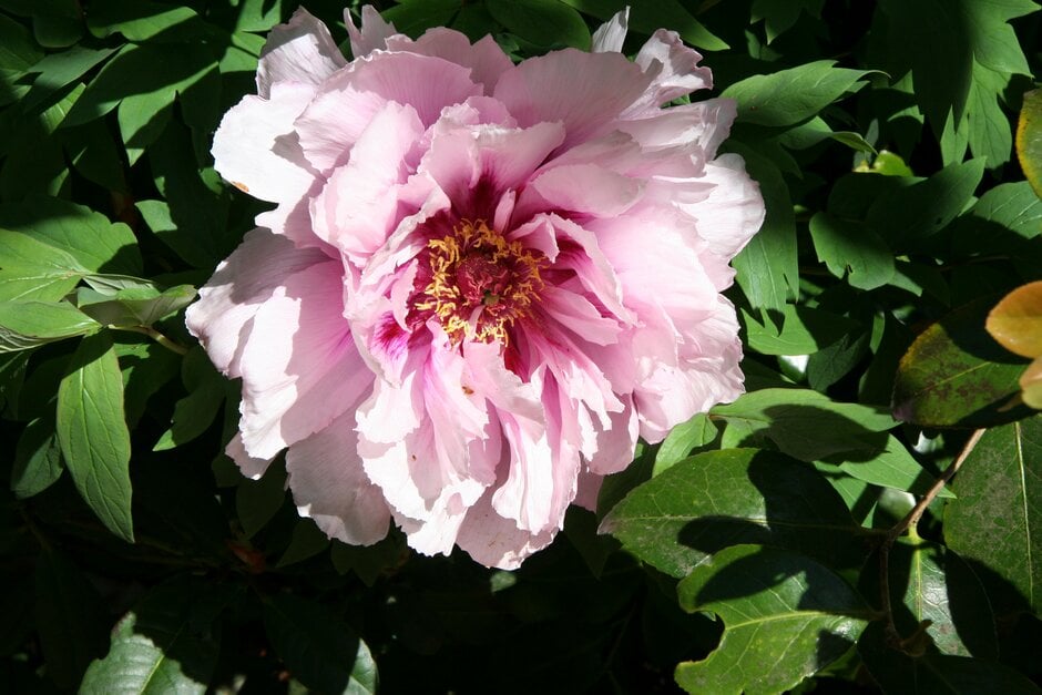tree peony