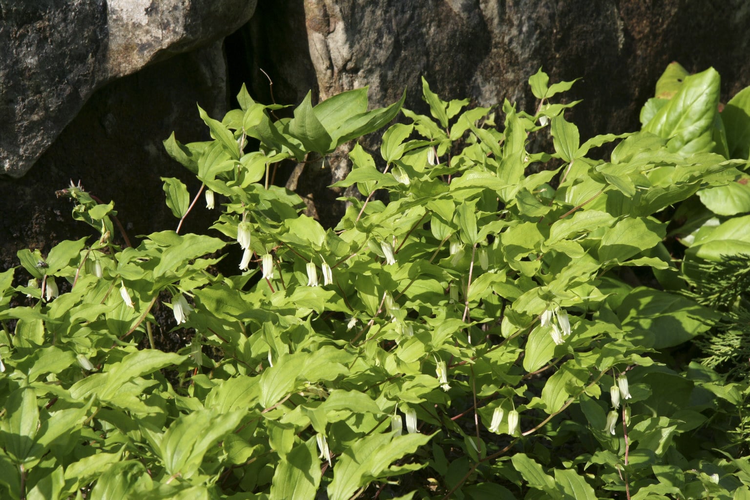 largeflower fairybells