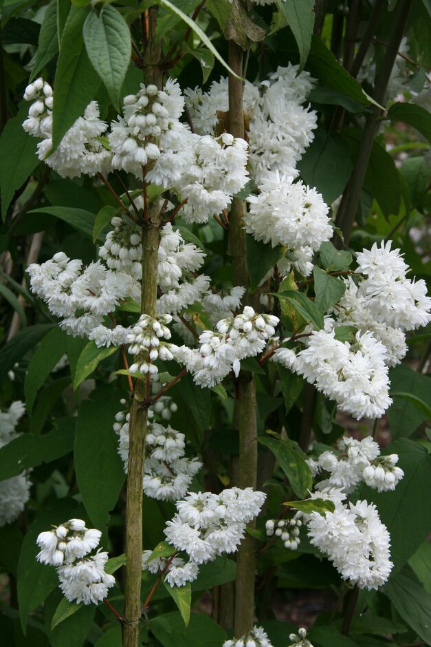 <i>Deutzia</i> × <i>magnifica</i> 'Formosa'