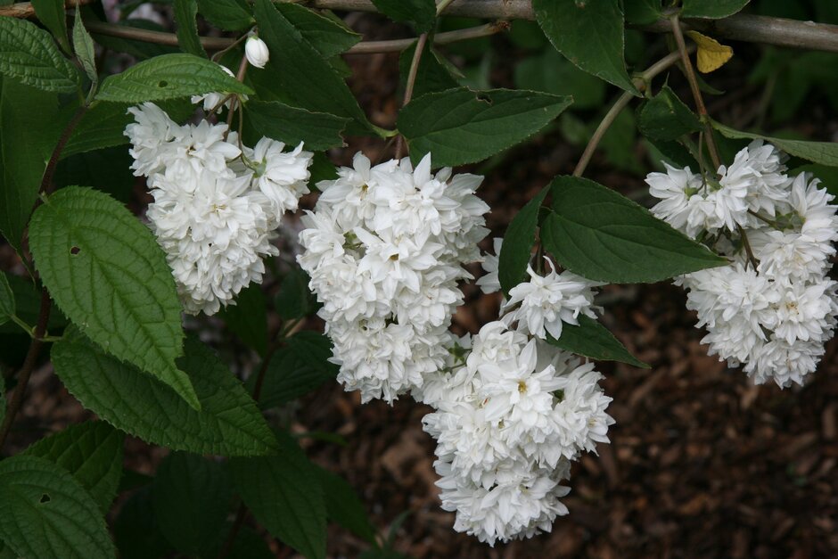 <i>Deutzia</i> × <i>magnifica</i> 'Formosa'