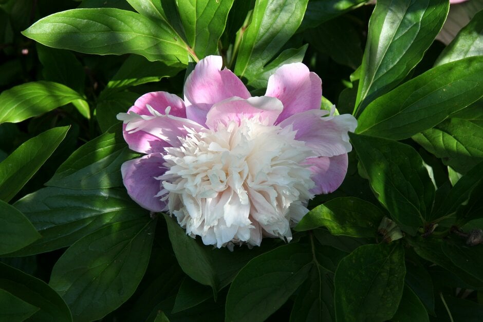 peony 'Evening World'