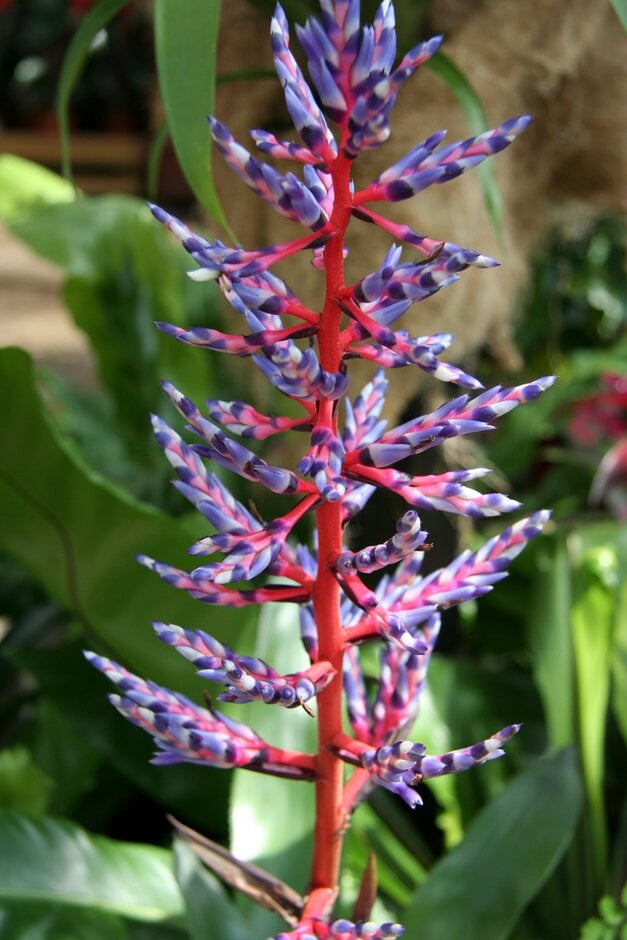 aechmea 'Blue Rain'