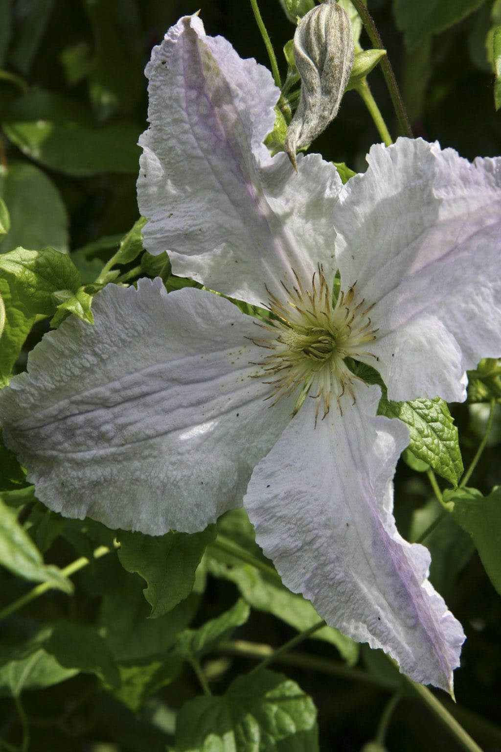 clematis 'Blekitny Aniol'