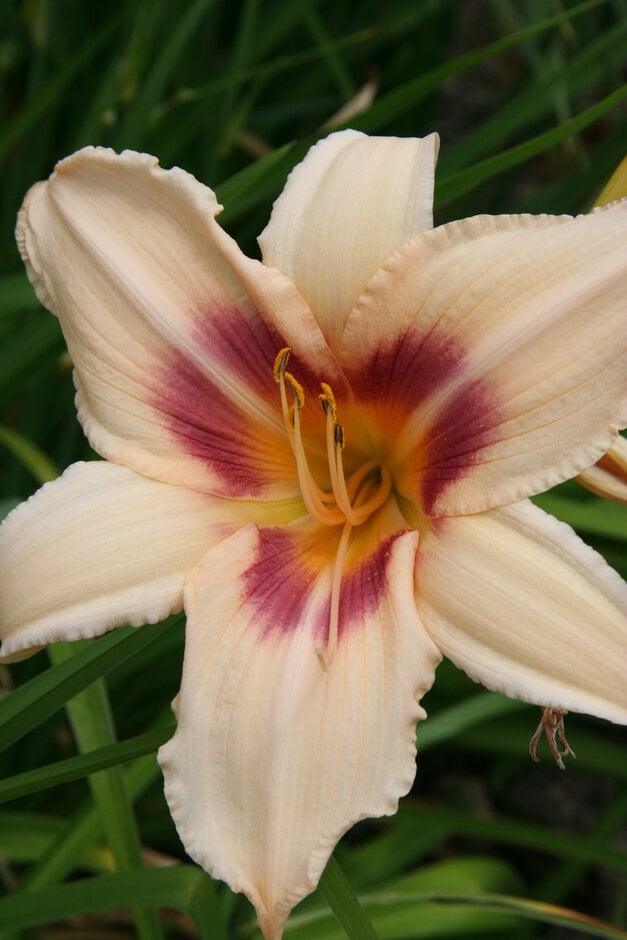 daylily 'Prairie Charmer'