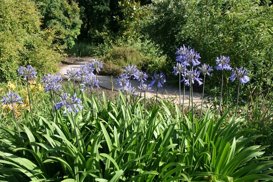 <em>Agapanthus</em> <em>inapertus</em> subsp. <em>hollandii</em>
