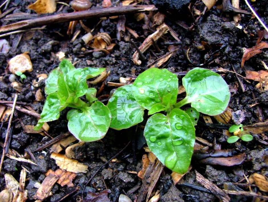 enchanter's nightshade