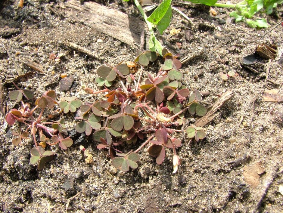 creeping wood sorrel