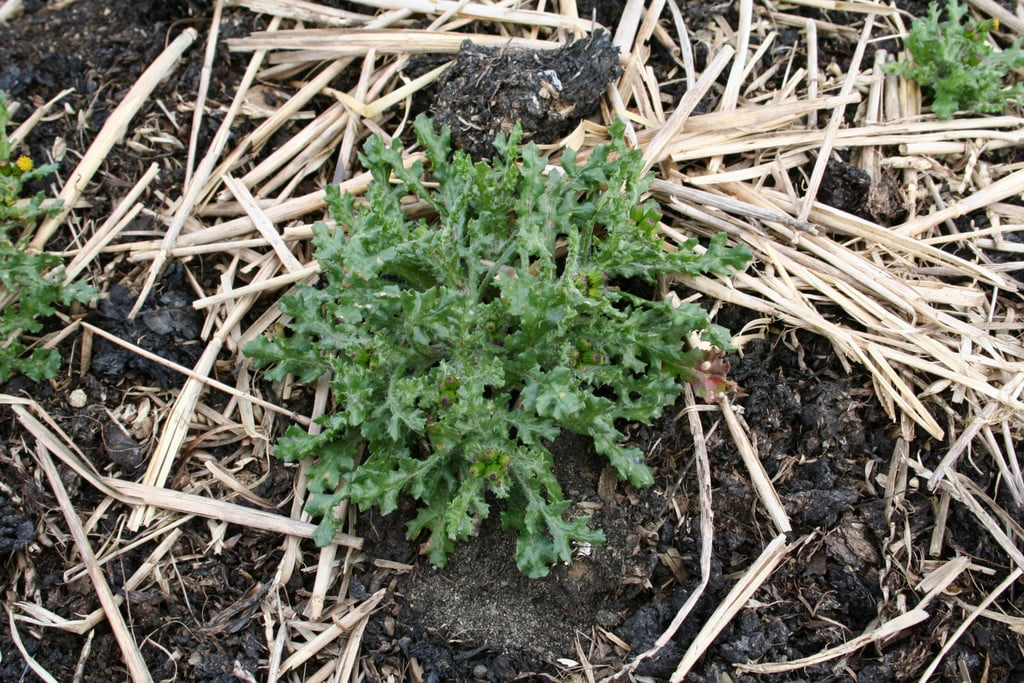 groundsel
